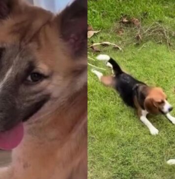 Rescue Dog Walks Into a Happy New Life — Once Unable To Move, She Now Has a Loving Home Rescue Dog Walks Into a Happy New Life — Once Unable To Move, She Now Has a Loving Home