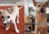 Rescue Dog ‘Explains’ Brotherhood to His Puppy & the Sweet Exchange Hits Close to Home Rescue Dog ‘Explains’ Brotherhood to His Puppy & the Sweet Exchange Hits Close to Home