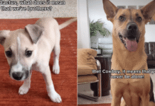 Rescue Dog ‘Explains’ Brotherhood to His Puppy & the Sweet Exchange Hits Close to Home Rescue Dog ‘Explains’ Brotherhood to His Puppy & the Sweet Exchange Hits Close to Home