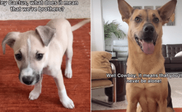 Rescue Dog ‘Explains’ Brotherhood to His Puppy & the Sweet Exchange Hits Close to Home Rescue Dog ‘Explains’ Brotherhood to His Puppy & the Sweet Exchange Hits Close to Home