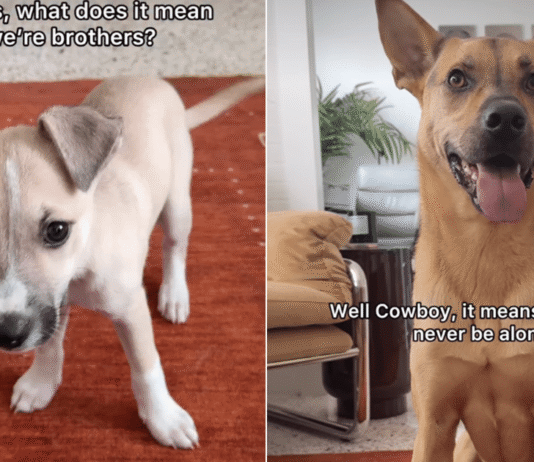 Rescue Dog ‘Explains’ Brotherhood to His Puppy & the Sweet Exchange Hits Close to Home Rescue Dog ‘Explains’ Brotherhood to His Puppy & the Sweet Exchange Hits Close to Home