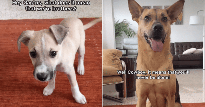 Rescue-Dog-‘Explains-Brotherhood-to-His-Puppy-the-Sweet.png Rescue Dog ‘Explains’ Brotherhood to His Puppy & the Sweet Exchange Hits Close to Home