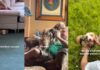 Rescue Dog’s First Morning Out of Shelter Came With a Smile, Then Love Slowly Helped Him Heal Rescue Dog’s First Morning Out of Shelter Came With a Smile, Then Love Slowly Helped Him Heal