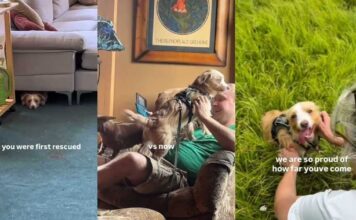 Rescue Dog’s First Morning Out of Shelter Came With a Smile, Then Love Slowly Helped Him Heal Rescue Dog’s First Morning Out of Shelter Came With a Smile, Then Love Slowly Helped Him Heal