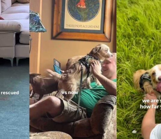 Rescue Dog’s First Morning Out of Shelter Came With a Smile, Then Love Slowly Helped Him Heal Rescue Dog’s First Morning Out of Shelter Came With a Smile, Then Love Slowly Helped Him Heal