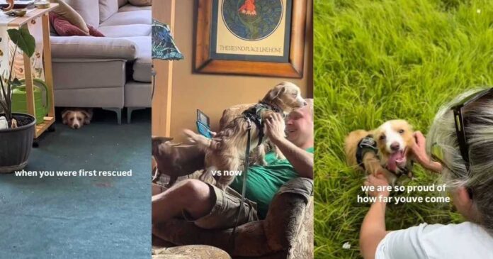 Rescue-Dogs-First-Morning-Out-of-Shelter-Came-With-a.jpg Rescue Dog’s First Morning Out of Shelter Came With a Smile, Then Love Slowly Helped Him Heal
