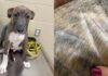 Rescuers Find Puppy Wandering Alone With His Name Shaved Into His Fur Rescuers Find Puppy Wandering Alone With His Name Shaved Into His Fur