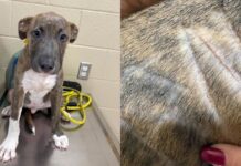 Rescuers Find Puppy Wandering Alone With His Name Shaved Into His Fur Rescuers Find Puppy Wandering Alone With His Name Shaved Into His Fur