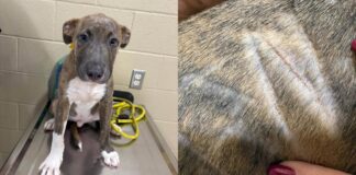 Rescuers Find Puppy Wandering Alone With His Name Shaved Into His Fur Rescuers Find Puppy Wandering Alone With His Name Shaved Into His Fur