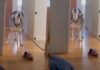 Senior Blind Dog Stomps Until Mom’s Boyfriend Gets Out of Bed Because His Day Can’t Wait Senior Blind Dog Stomps Until Mom’s Boyfriend Gets Out of Bed Because His Day Can’t Wait