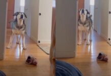 Senior Blind Dog Stomps Until Mom’s Boyfriend Gets Out of Bed Because His Day Can’t Wait Senior Blind Dog Stomps Until Mom’s Boyfriend Gets Out of Bed Because His Day Can’t Wait