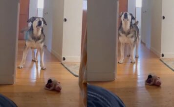 Senior Blind Dog Stomps Until Mom’s Boyfriend Gets Out of Bed Because His Day Can’t Wait Senior Blind Dog Stomps Until Mom’s Boyfriend Gets Out of Bed Because His Day Can’t Wait