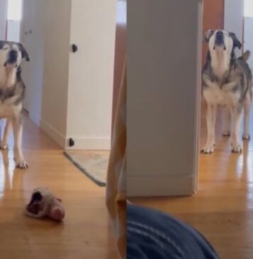 Senior Blind Dog Stomps Until Mom’s Boyfriend Gets Out of Bed Because His Day Can’t Wait Senior Blind Dog Stomps Until Mom’s Boyfriend Gets Out of Bed Because His Day Can’t Wait