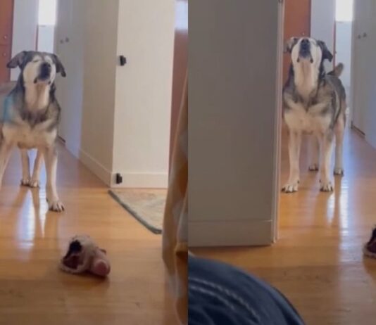 Senior Blind Dog Stomps Until Mom’s Boyfriend Gets Out of Bed Because His Day Can’t Wait Senior Blind Dog Stomps Until Mom’s Boyfriend Gets Out of Bed Because His Day Can’t Wait