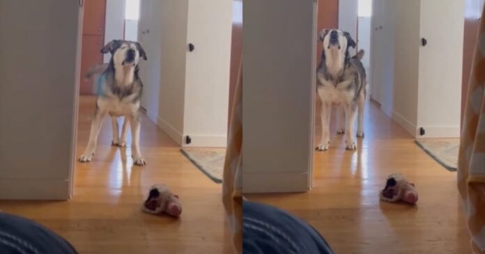 Senior-Blind-Dog-Stomps-Until-Moms-Boyfriend-Gets-Out-of.jpg Senior Blind Dog Stomps Until Mom’s Boyfriend Gets Out of Bed Because His Day Can’t Wait