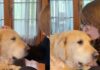 Senior Rescue Golden Retriever Listens to His Adoption Story — Every Word Is Full of Love Senior Rescue Golden Retriever Listens to His Adoption Story — Every Word Is Full of Love