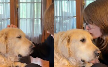 Senior Rescue Golden Retriever Listens to His Adoption Story — Every Word Is Full of Love Senior Rescue Golden Retriever Listens to His Adoption Story — Every Word Is Full of Love