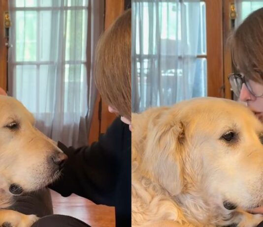 Senior Rescue Golden Retriever Listens to His Adoption Story — Every Word Is Full of Love Senior Rescue Golden Retriever Listens to His Adoption Story — Every Word Is Full of Love