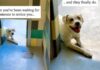 Shelter Dog Doesn’t Think Anyone Will Notice Him Until One Human Makes the Unthinkable Happen Shelter Dog Doesn’t Think Anyone Will Notice Him Until One Human Makes the Unthinkable Happen