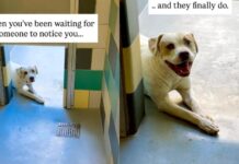 Shelter Dog Doesn’t Think Anyone Will Notice Him Until One Human Makes the Unthinkable Happen Shelter Dog Doesn’t Think Anyone Will Notice Him Until One Human Makes the Unthinkable Happen