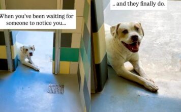 Shelter Dog Doesn’t Think Anyone Will Notice Him Until One Human Makes the Unthinkable Happen Shelter Dog Doesn’t Think Anyone Will Notice Him Until One Human Makes the Unthinkable Happen