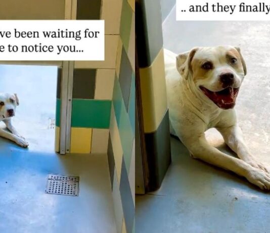 Shelter Dog Doesn’t Think Anyone Will Notice Him Until One Human Makes the Unthinkable Happen Shelter Dog Doesn’t Think Anyone Will Notice Him Until One Human Makes the Unthinkable Happen