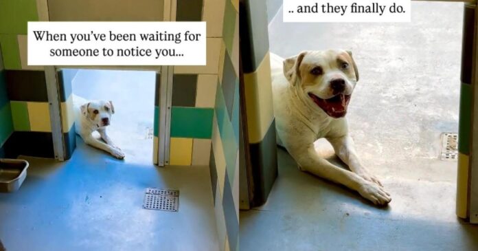 Shelter Dog Doesn’t Think Anyone Will Notice Him Until One Human Makes the Unthinkable Happen