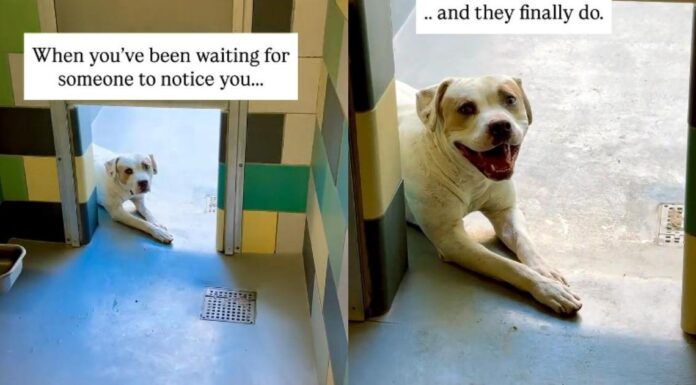 Shelter Dog Doesn’t Think Anyone Will Notice Him Until One Human Makes the Unthinkable Happen Shelter Dog Doesn’t Think Anyone Will Notice Him Until One Human Makes the Unthinkable Happen