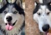 Shelter Dog Finds a Reason to Play Alone — Now He Needs Someone Who Will Finally Stay Shelter Dog Finds a Reason to Play Alone — Now He Needs Someone Who Will Finally Stay
