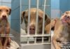 Shelter Dog Has Never Known Kindness & His Reaction to a Gentle Hand Is Heartbreaking Shelter Dog Has Never Known Kindness & His Reaction to a Gentle Hand Is Heartbreaking