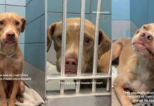 Shelter Dog Has Never Known Kindness & His Reaction to a Gentle Hand Is Heartbreaking Shelter Dog Has Never Known Kindness & His Reaction to a Gentle Hand Is Heartbreaking