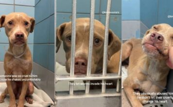 Shelter Dog Has Never Known Kindness & His Reaction to a Gentle Hand Is Heartbreaking Shelter Dog Has Never Known Kindness & His Reaction to a Gentle Hand Is Heartbreaking