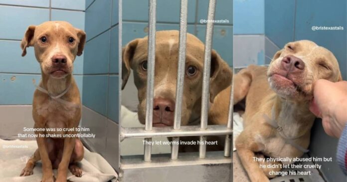 Shelter Dog Has Never Known Kindness & His Reaction to a Gentle Hand Is Heartbreaking