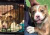 Shelter Dog Waits for Human To Visit Him Every Single Day, Knowing Someone Still Cares Enough Shelter Dog Waits for Human To Visit Him Every Single Day, Knowing Someone Still Cares Enough