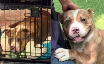 Shelter Dog Waits for Human To Visit Him Every Single Day, Knowing Someone Still Cares Enough Shelter Dog Waits for Human To Visit Him Every Single Day, Knowing Someone Still Cares Enough