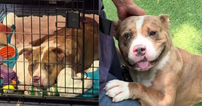 Shelter Dog Waits for Human To Visit Him Every Single Day, Knowing Someone Still Cares Enough