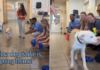 Shelter Dog Walks Out With Her New Family — The Goodbye Everyone Wanted Is Finally Here Shelter Dog Walks Out With Her New Family — The Goodbye Everyone Wanted Is Finally Here