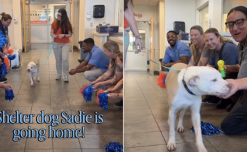 Shelter Dog Walks Out With Her New Family — The Goodbye Everyone Wanted Is Finally Here Shelter Dog Walks Out With Her New Family — The Goodbye Everyone Wanted Is Finally Here