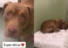 Shelter Dog’s Whole World Changes Overnight After Family Surrenders Him, Leaving Him Confused & Sad Shelter Dog’s Whole World Changes Overnight After Family Surrenders Him, Leaving Him Confused & Sad