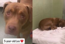 Shelter Dog’s Whole World Changes Overnight After Family Surrenders Him, Leaving Him Confused & Sad Shelter Dog’s Whole World Changes Overnight After Family Surrenders Him, Leaving Him Confused & Sad