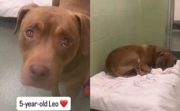 Shelter Dog’s Whole World Changes Overnight After Family Surrenders Him, Leaving Him Confused & Sad Shelter Dog’s Whole World Changes Overnight After Family Surrenders Him, Leaving Him Confused & Sad