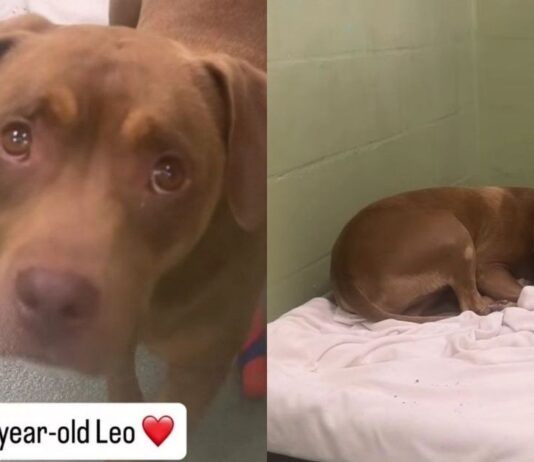 Shelter Dog’s Whole World Changes Overnight After Family Surrenders Him, Leaving Him Confused & Sad Shelter Dog’s Whole World Changes Overnight After Family Surrenders Him, Leaving Him Confused & Sad