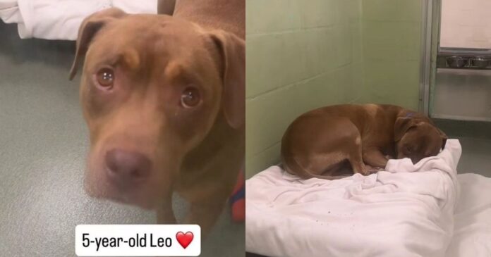 Shelter Dog’s Whole World Changes Overnight After Family Surrenders Him, Leaving Him Confused & Sad