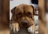 Stray Dog Was on His Last Day When Someone Drove 14 Hours Just to Save Him Stray Dog Was on His Last Day When Someone Drove 14 Hours Just to Save Him