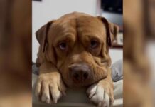 Stray Dog Was on His Last Day When Someone Drove 14 Hours Just to Save Him Stray Dog Was on His Last Day When Someone Drove 14 Hours Just to Save Him