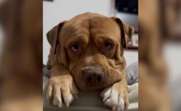 Stray Dog Was on His Last Day When Someone Drove 14 Hours Just to Save Him Stray Dog Was on His Last Day When Someone Drove 14 Hours Just to Save Him