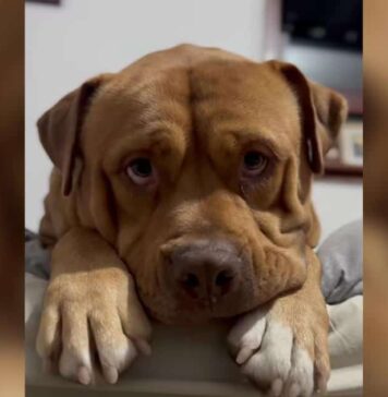Stray Dog Was on His Last Day When Someone Drove 14 Hours Just to Save Him Stray Dog Was on His Last Day When Someone Drove 14 Hours Just to Save Him
