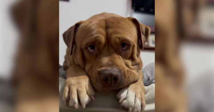 Stray Dog Was on His Last Day When Someone Drove 14 Hours Just to Save Him