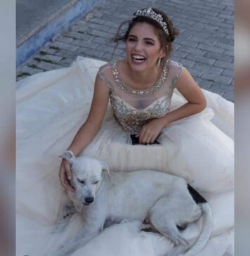 Street Dog Wanders Into a Quinceañera Photo Shoot and Finds His Place Street Dog Wanders Into a Quinceañera Photo Shoot and Finds His Place