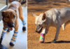 Thanks to iHeartDogs’ Hero VIP Club, Brooke and Clifford Are Truly Unstoppable Thanks to iHeartDogs' Hero VIP Club, Brooke and Clifford Are Truly Unstoppable